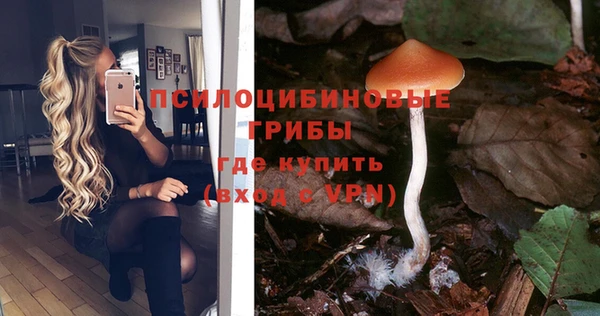 прущие грибы Гусев